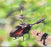 Black RC helicopter with remote control held by a hand against a blurred green background